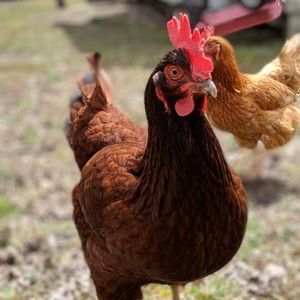 Meet your Posher, Heather